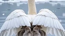Graceful Swan and Her Cygnets / Lebăda grațioasă și puii ei