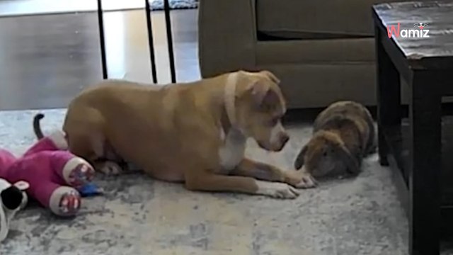 Frau überwacht ihren Hund mit einer Kamera: Plötzlich gerät sie aus der Ferne in Panik wegen des Kaninchens (Video)