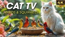 Videos for Cats to Watch on Loop – No Cat Can Resist This! - CatTV Central