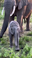 Elephant Family in Nature / Familie de elefanți în natură