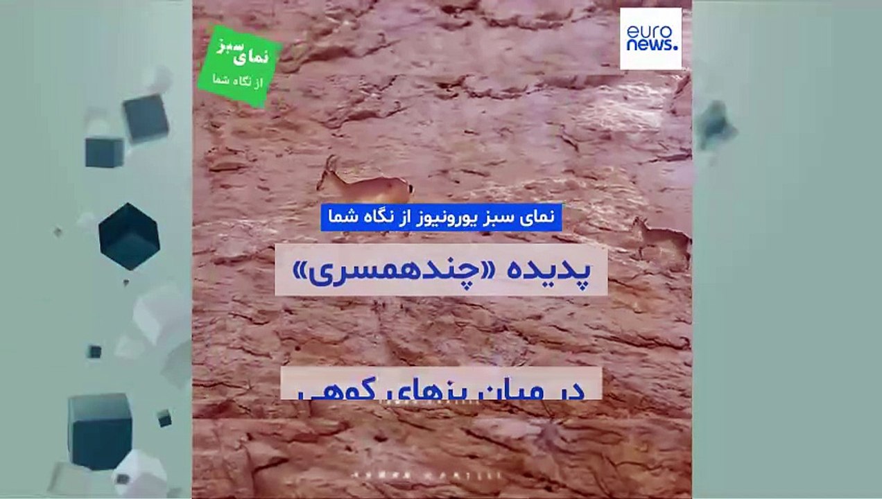 نمای سبز یورونیوز از نگاه شما؛ پدیده چند همسری در میان بزهای کوهی