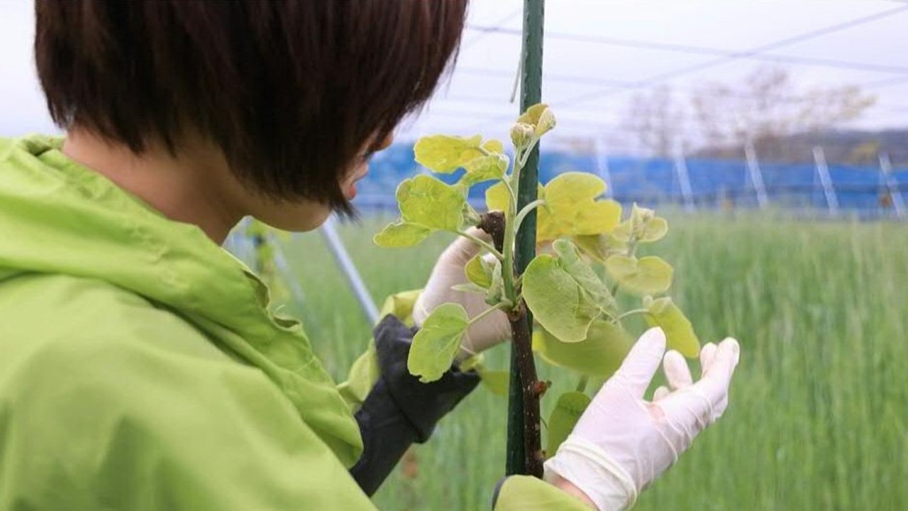 Kiwis aus Fukushima: Wie wieder Leben in den Landstrich kommen soll