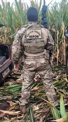 Forças de Segurança apreendem carro com 700 kg de maconha em Guaíra