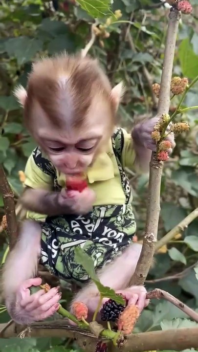 MONKEY GOES CRAZY FOR PEACHES! #viral