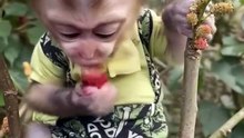 MONKEY GOES CRAZY FOR PEACHES! #viral