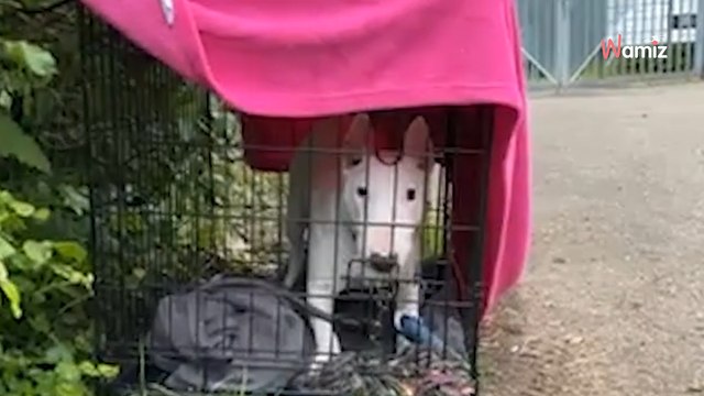 Schronisko dla zwierząt znajduje klatkę. Obok list, który jeży włos na głowie