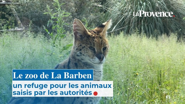 Le zoo de La Barben, un refuge pour les animaux saisis par les autorités