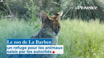 Le zoo de La Barben, un refuge pour les animaux saisis par les autorités