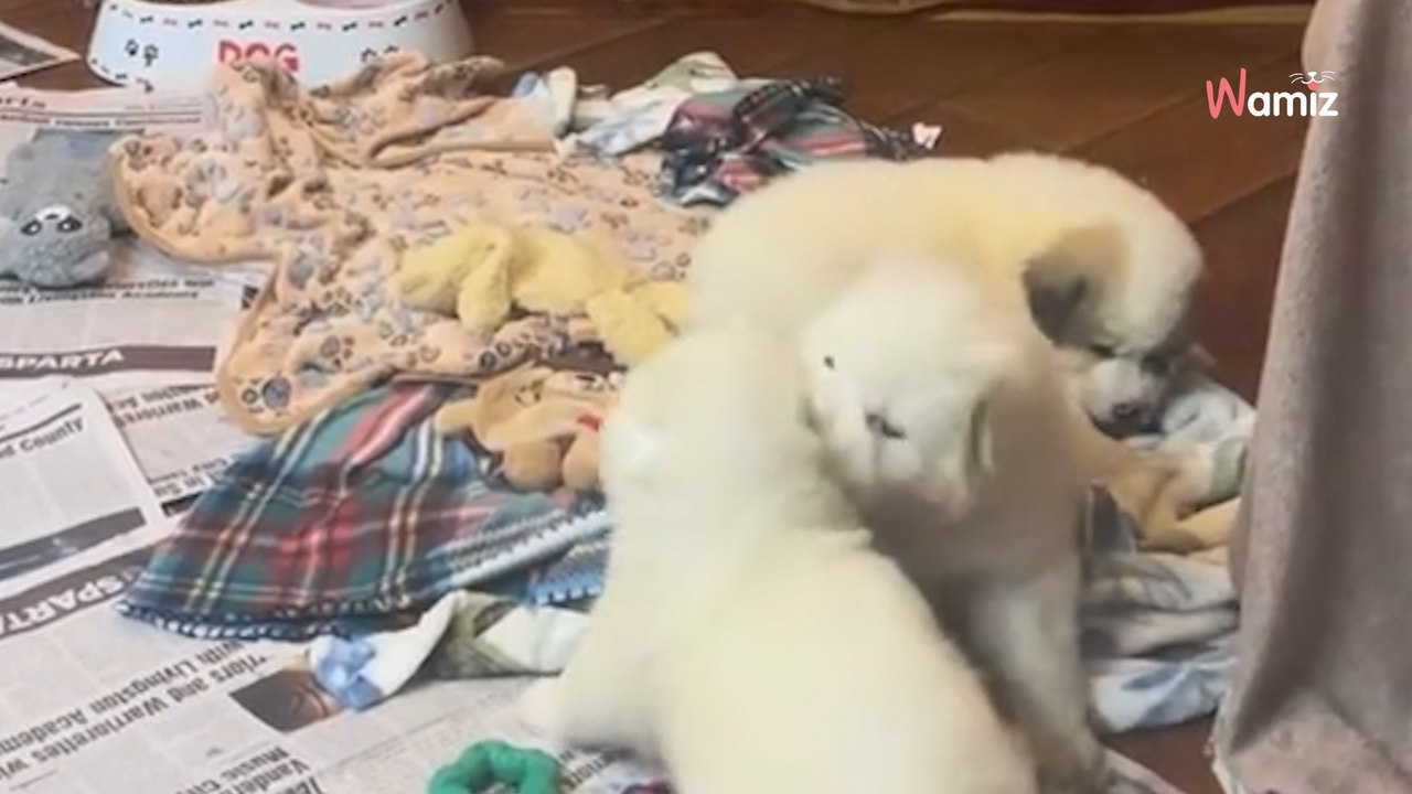 Une chienne dépose ses chiots chez la voisine : la raison va vous déchirer le coeur