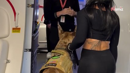 Une passagère prend l’avion avec son chien d’assistance, la race de l’animal laisse tout le monde bouche bée