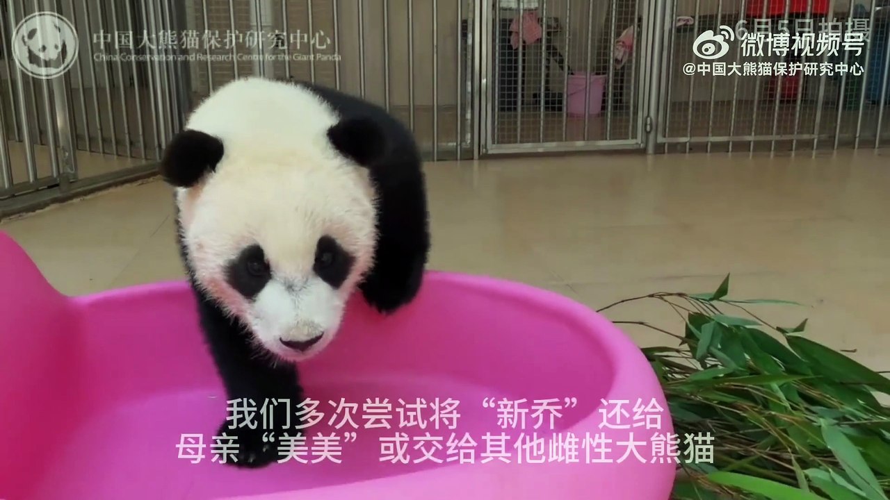 6月5日更新大熊猫“... - @中国大熊猫保护研究中心 的视频 - 视频 - 微博