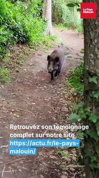 un-coureur-a-pied-filme-sa-rencontre-improbable-avec-des-sangliers-pres-de-saint-malo (1)