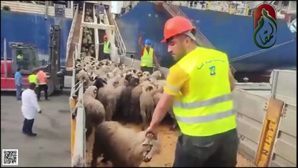 وصول ٱخر دفعة من حصة عنابة الخاصة برؤوس الأغنام المستوردة من رومانيا بميناء عنابة