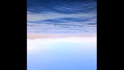 Un banc de raies mobula observé en Corse