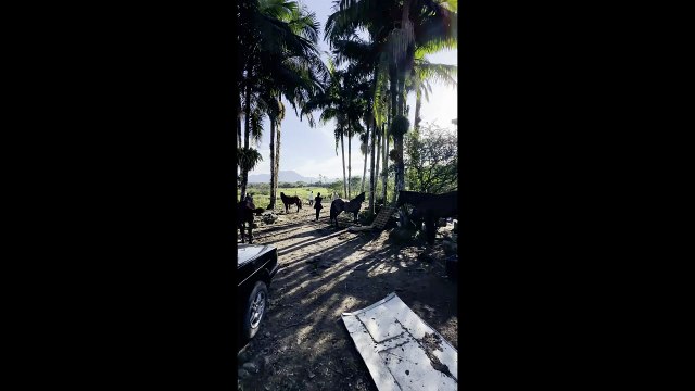 Mais de 160 animais em situação de maus-tratos são resgatados na zona rural de Joinville ‐ Feito com o Clipchamp