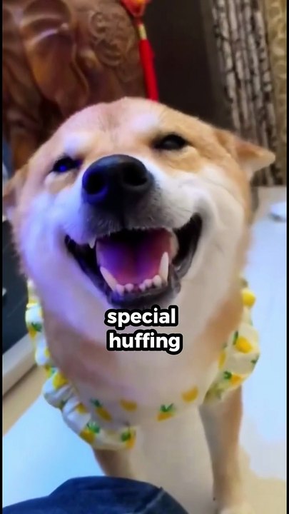 10 Amazing Facts About Dogs #facts #amazingfacts #dog #dogfacts #dogshorts #ytshorts #shorts