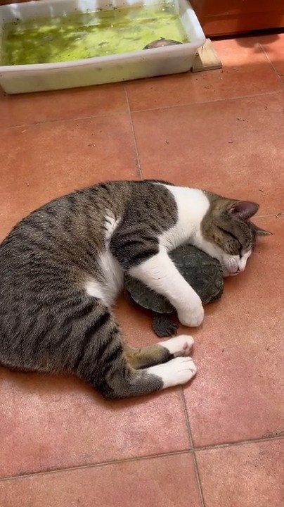 Cat Hugs Turtle