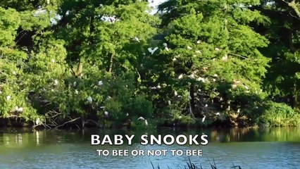 Story Time Lagniappe - To Bee or Not to Bee (Baby Snooks)
