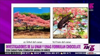 Investigadores formulan chocolate con carao para combatir anemia en niños
