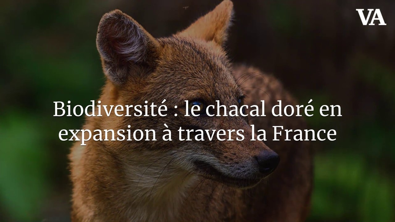 Biodiversité : le chacal doré en expansion à travers la France