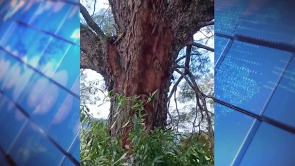 Raio mata 20 bois em propriedade rural no interior do Paraná