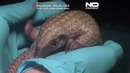 Il pangolino dello zoo di Brookfield protagonista di un nuovo documentario sulla fauna selvatica