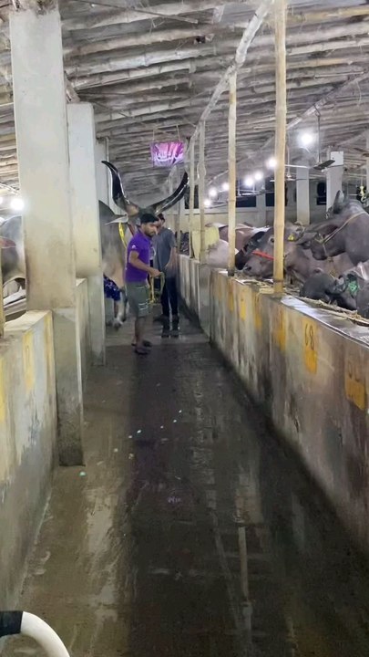 big cow eid Mubarak