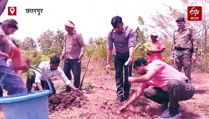 छतरपुर कलेक्टर ने पेड़ों की लगा दी ड्यूटी, फ्रूट फॉरेस्ट भू माफियाओं पर रख रहा है नजर!