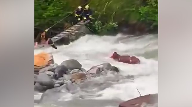 La vacca intrappolata nelle rapide del torrente: l?incredibile salvataggio dei vigili del fuoco di Vermiglio