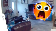 Camera legt hilarisch moment vast: hond maakt gat in muur en verstijft van schrik