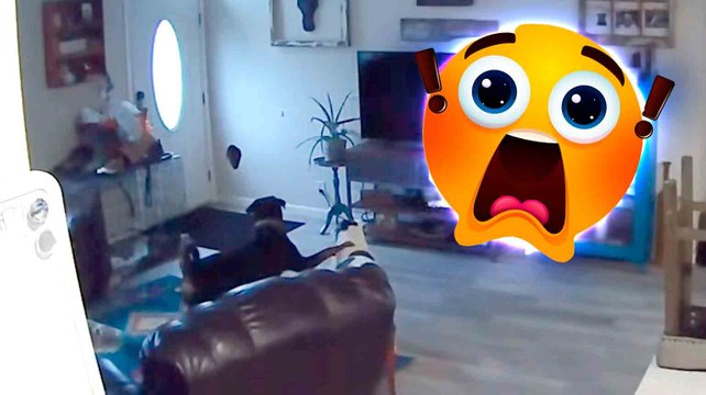 Une caméra capture un moment hilarant : un chien fait un trou dans le mur et reste figé de stupeur