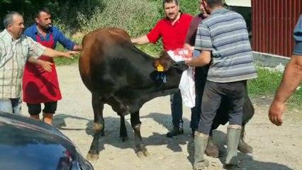 Sinop’ta kurban kesimi kabusa döndü