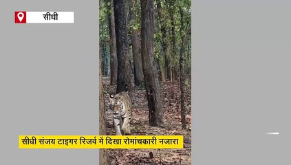 मदमस्त चाल में जंगल का बादशाह, बाघ की दहाड़ से मंत्रमुग्ध हुए पर्यटक