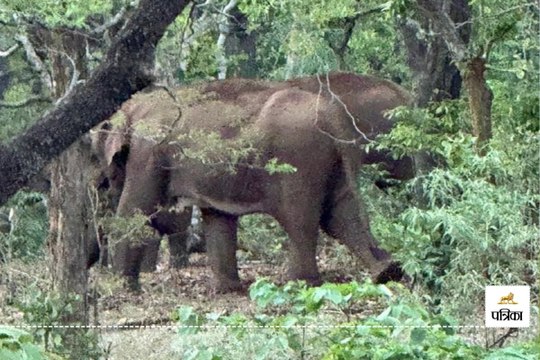 Elephants in Mainpat: Video: मैनपाट के टाइगर प्वाइंट के नजदीक पहुंचा 9 हाथियों का दल, पर्यटकों को किया गया सावधान