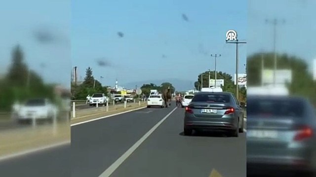 Aydın'da kara yoluna çıkan deve, sürücülere zor anlar yaşattı