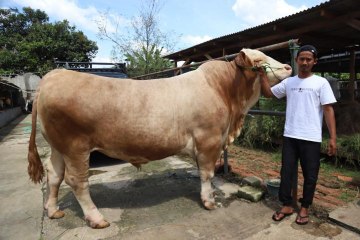 Presiden Kurban 985 Sapi untuk Seluruh Indonesia