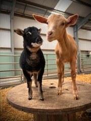Meet Ted and Gary: The orphaned rare breed duo stealing hearts at Pembrokeshire's Folly Farm