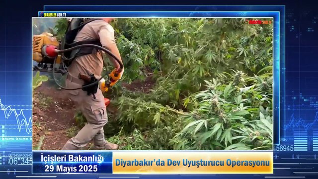 Diyarbakır’da Dev Uyuşturucu Operasyonu: 70 Ton Toz Esrar Elde Edilebilecek 3 Milyon 476 Bin Kök Kenevir ve Skunk Ele Geçirildi