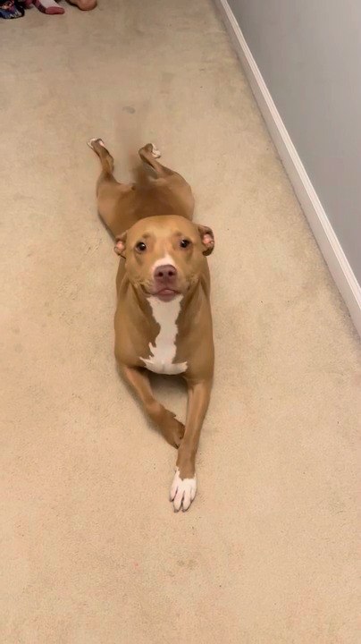 Pitbull Crawls Down Hallway