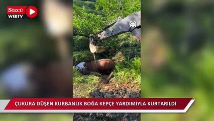 Çukura düşen kurbanlık boğa kepçe yardımıyla kurtarıldı