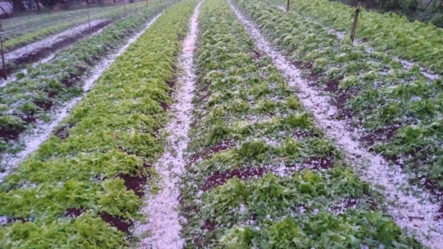 Temporais causam estragos em Novo Itacolomi