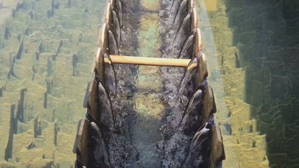 Multan a algunas fincas porcinos por contaminación del río La Villa