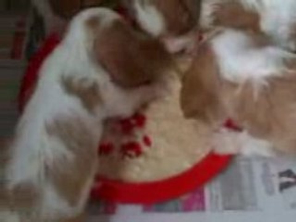Foo's Puppies 11th May