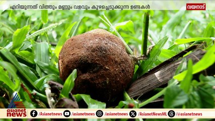 വയനാട്ടിൽ വിത്തുണ്ട എറിയൽ പദ്ധതിയുമായി വനംവകുപ്പ്