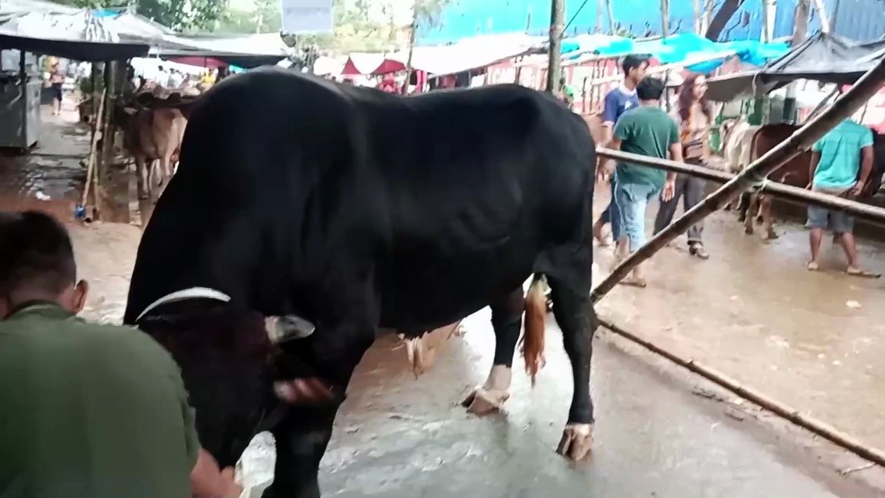 কোরবানীর পশুর হাট-২০২৫,কমলাপুর-মুগদা হাটের বড় গরুর সমাহার