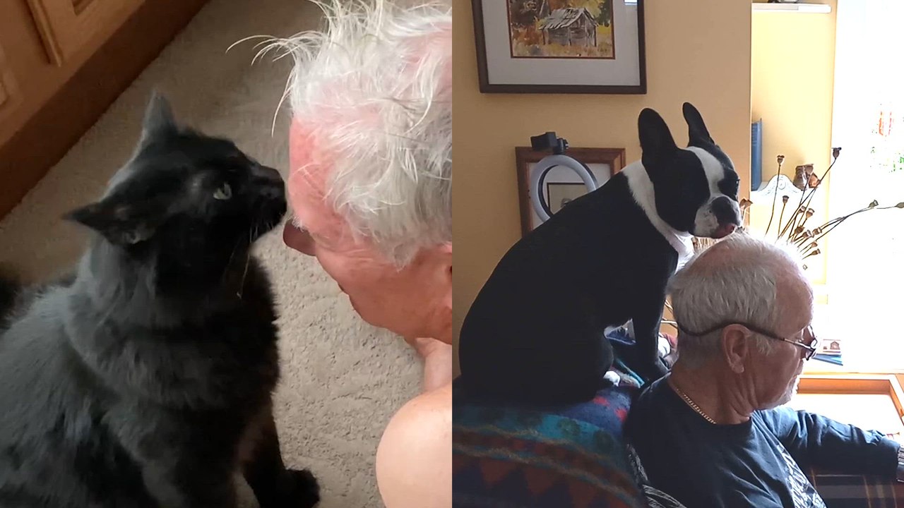 Cats or Dogs