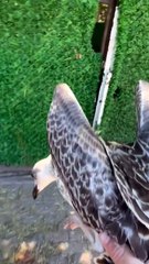 Guy Rescues Injured Seagull 🕊️— And Brings Him Home to 135 New Bird Buddies! 🖤🌊