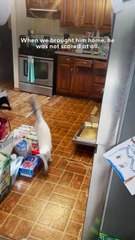 Kitten With Panic Attacks Claws His Way Into A Family’s Heart 💔➡️💖🐾