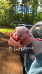 Tiny Pocket Kitten Turns Into A Playful Wild Queen 🐱💥👑