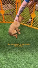 Mysterious Illness Couldn’t Stop This Foster Pup From Playing Fetch 🐶💫